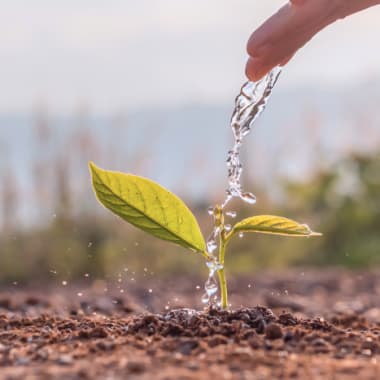 a hand watering a plant, a clear sky in the background